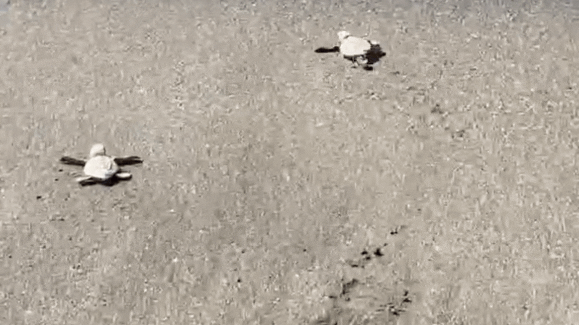 Sea Turtle Banner GIF